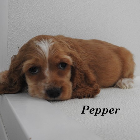 puppy, for, sale, Cocker Spaniel, Joe & Cherri  Overlease, dog, breeder, Miller, MO, dog-breeder, puppy-for-sale, forsale, nearby, find, puppyfind, locator, puppylocator, aca